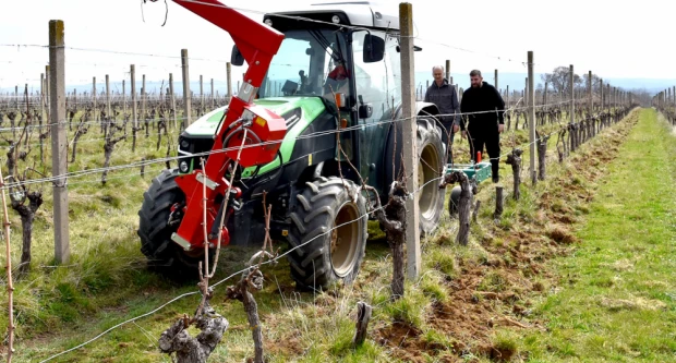 Kad nema radnika, stižu strojevi: Vinarija Perak modernizacijom čuva budućnost graševine 