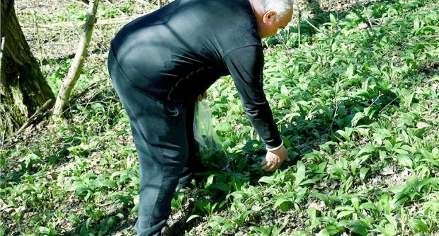 Šumski dragulj na tanjuru: Srimuš je moćni čuvar zdravlja kojeg obožavaju i gurmani