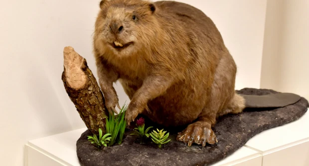 Dabar kao čuvar prirode: Izložba koja podsjeća na važnost očuvanja okoliša