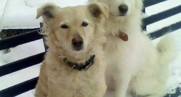 Jeste li je vidjeli ?! Nestao samojed Pina na području Jakšića Jeste li je vidjeli ?! Nestao samojed Pina na području Jakšića