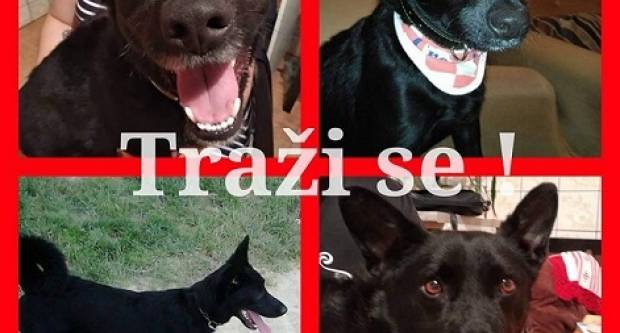 Miki nestao u Pleternici, pronalazitelju novčana nagrada! Miki nestao u Pleternici, pronalazitelju novčana nagrada!