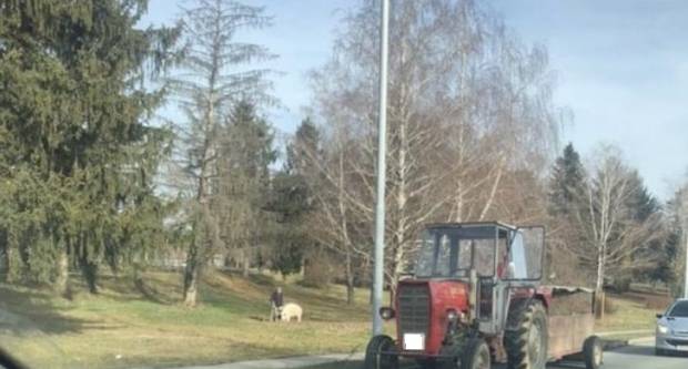 FOTKA DANA: Odbjegla svinja slobodno trčala po Požegi FOTKA DANA: Odbjegla svinja slobodno trčala po Požegi