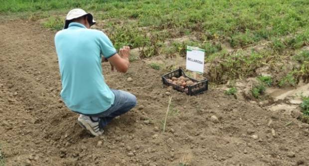 Sadnja krumpira traje do 20. travnja, ovisno od sorte