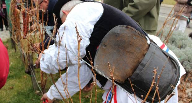 Na Trgu Graševine u Kutjevu održano Kutjevačko Vincelovo