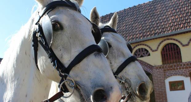 9. pokladno jahanje u Brodskom Drenovcu, 22.02.2020. g