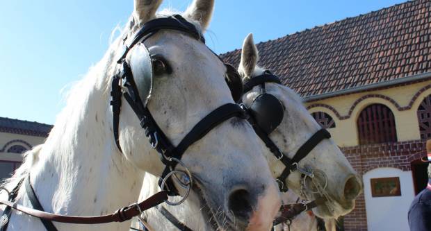 9. pokladno jahanje u Brodskom Drenovcu, 22.02.2020. g