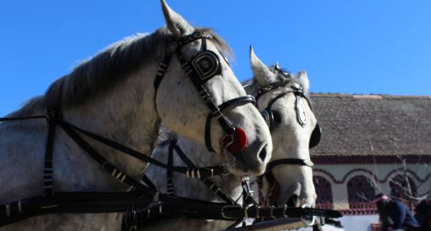 9. pokladno jahanje u Brodskom Drenovcu, 22.02.2020. g