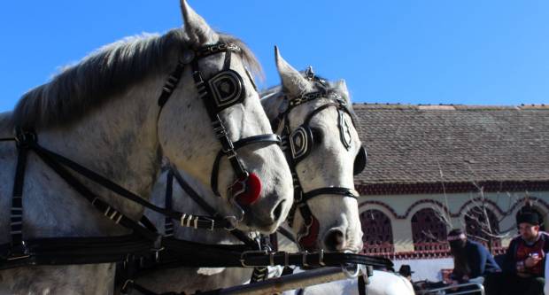 9. pokladno jahanje u Brodskom Drenovcu, 22.02.2020. g
