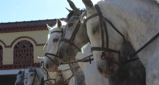 9. pokladno jahanje u Brodskom Drenovcu, 22.02.2020. g