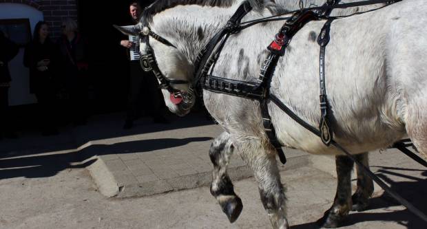 9. pokladno jahanje u Brodskom Drenovcu, 22.02.2020. g