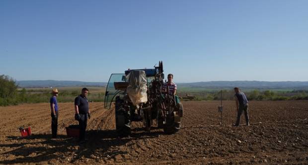 Veleučilište u Požegi podiglo pokusni nasad vinograda uz snimanje materijala za e-učenje Veleučilište u Požegi podiglo pokusni nasad vinograda uz snimanje materijala za e-učenje