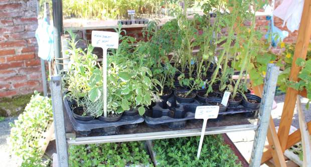 Ponuda četvrtkom na požeškoj tržnici 16.7.2020.