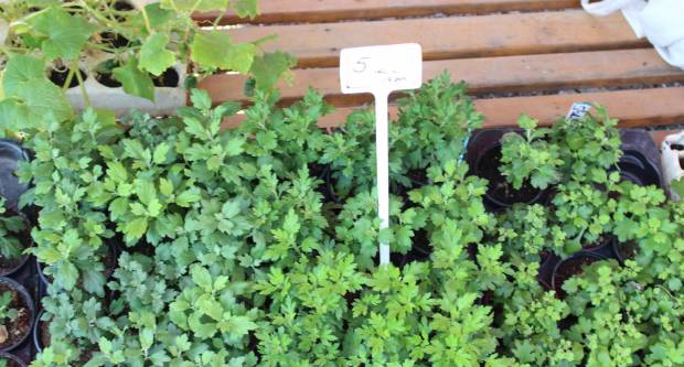 Ponuda četvrtkom na požeškoj tržnici 16.7.2020.