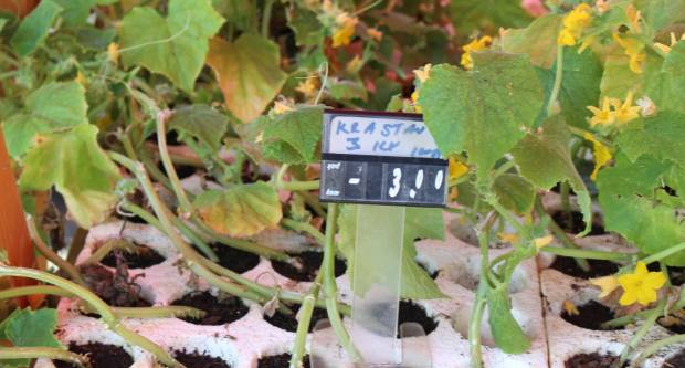 Ponuda četvrtkom na požeškoj tržnici 16.7.2020.