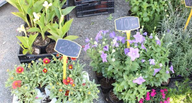 Ponuda četvrtkom na požeškoj tržnici 16.7.2020.