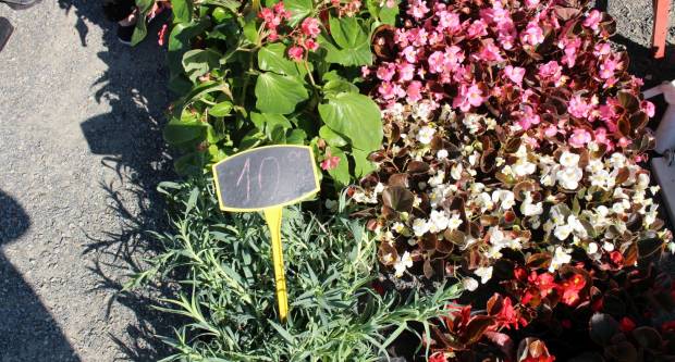 Ponuda četvrtkom na požeškoj tržnici 16.7.2020.