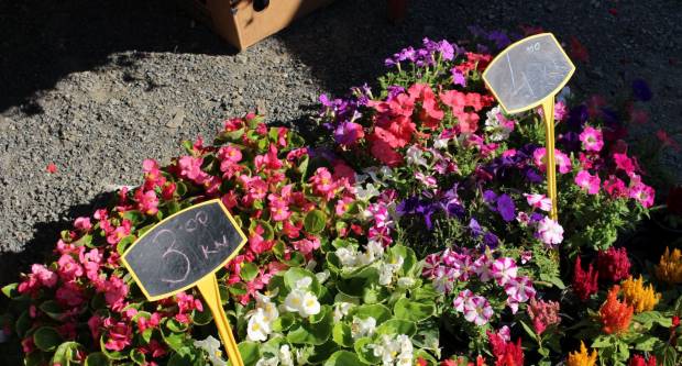 Ponuda četvrtkom na požeškoj tržnici 16.7.2020.