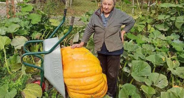 Baka Milka uzgojila mega bundevu tešku 120 kg Baka Milka uzgojila mega bundevu tešku 120 kg