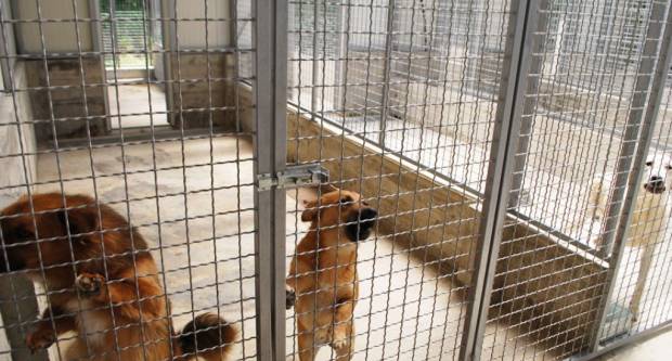 SKLONIŠTE ZA ŽIVOTINJE NA BUČJU: Korona potaknula udomljavanje SKLONIŠTE ZA ŽIVOTINJE NA BUČJU: Korona potaknula udomljavanje