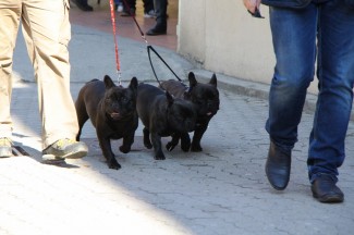 Subotnja šetnja Požegom, Pleternicom i Pakracom