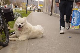 Subotnja šetnja Požegom i Pleternicom, 4.4.2015.