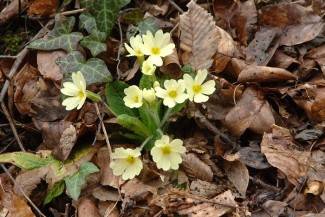 Velika: Papučki jaglaci 2012. - okupljanje