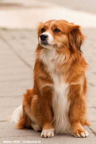 Subotnja šetnja Požegom, Kutjevom i Pleternicom