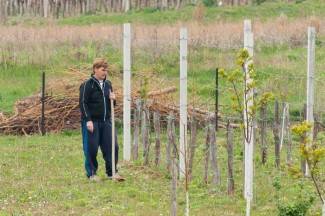 Subotnja šetnja Požegom, Kutjevom i Pleternicom