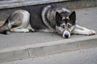Šetnja Pleternicom i Požegom, 14.11.2015.