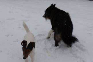 Požega: Snježna šetnja gradom, 3.1.2016.
