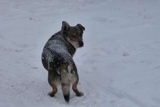 Požega: Snježna šetnja gradom, 3.1.2016.