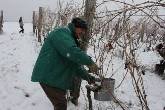 Ledena berba traminca u Hrnjevcu, 4.1.2015.