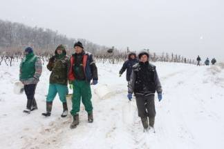 Ledena berba traminca u Hrnjevcu, 4.1.2015.