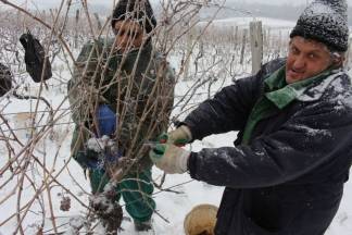 Ledena berba traminca u Hrnjevcu, 4.1.2015.