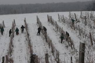 Ledena berba traminca u Hrnjevcu, 4.1.2015.