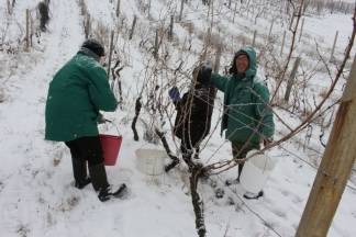 Ledena berba traminca u Hrnjevcu, 4.1.2015.
