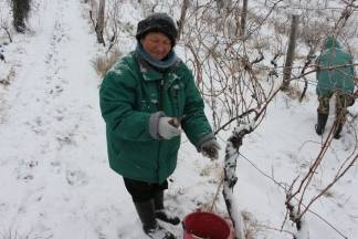 Ledena berba traminca u Hrnjevcu, 4.1.2015.