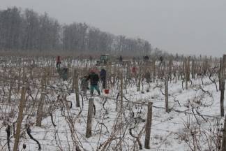 Ledena berba traminca u Hrnjevcu, 4.1.2015.