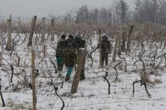 Ledena berba traminca u Hrnjevcu, 4.1.2015.