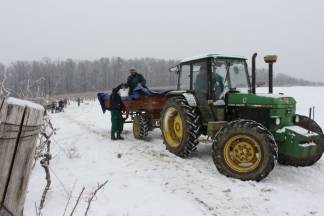 Ledena berba traminca u Hrnjevcu, 4.1.2015.