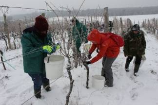 Ledena berba traminca u Hrnjevcu, 4.1.2015.