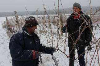 Ledena berba traminca u Hrnjevcu, 4.1.2015.
