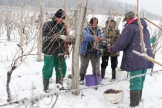 Ledena berba traminca u Hrnjevcu, 4.1.2015.