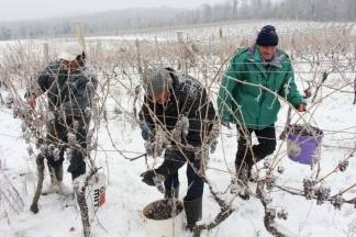 Ledena berba traminca u Hrnjevcu, 4.1.2015.