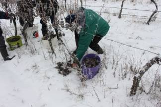 Ledena berba traminca u Hrnjevcu, 4.1.2015.