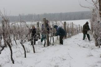 Ledena berba traminca u Hrnjevcu, 4.1.2015.