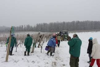 Ledena berba traminca u Hrnjevcu, 4.1.2015.