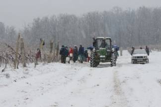 Ledena berba traminca u Hrnjevcu, 4.1.2015.