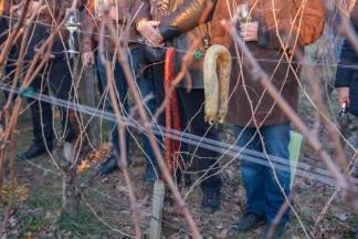 Vincelovo u vinariji Krauthaker, 21.1.2016.