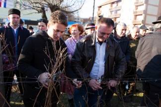 Vincelovo u Kutjevu i Vinkovo u Velikoj, 22.1.2016.